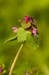 Purpurrote Taubnessel Lamium purpureum