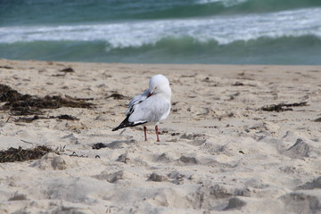 seagull on the beach