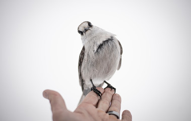 Bird looking at the camera while sitting on a human hand looking into the camera looking curiously and weird 