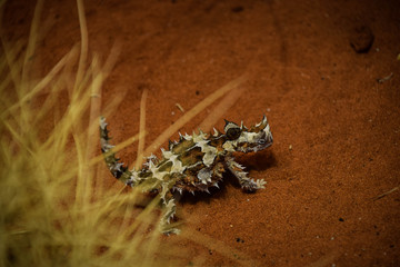 Northern Territory, Australia