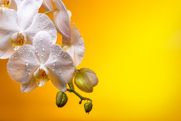 White orchid flowers with buds in drops of dew on a yellow background