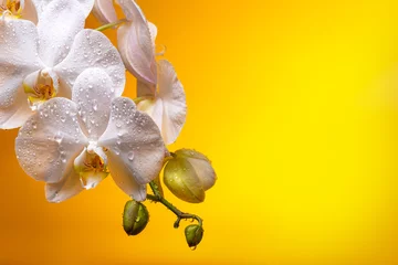Foto auf Acrylglas Weiße Orchideenblüten mit Knospen in Tautropfen auf gelbem Hintergrund © Nataliya Schmidt