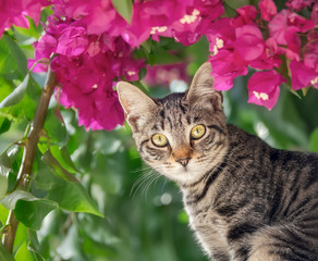 Naklejka na ściany i meble Cute young brown tabby cat posing in front of pink Bougainvillea flowers, Crete, Greece 