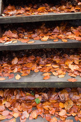 Wooden stairs covered by fallen leaves in autumn