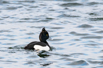 Muretta (Aythya fuligula) o Anatra dal ciuffo