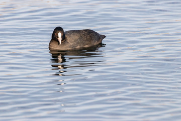 Una folaga nel lago