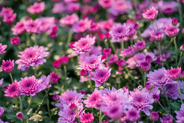 Blossom pinkish purple Chrysanthemum (Hardy Mums) flower in the garden with green leaf of summer sunshine.