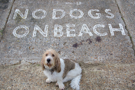 Sad dog wants a beach walk. No dogs allowed sign.