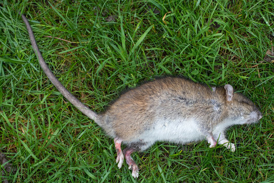 Dead rat. Poisoned rat lying on a garden lawn.
