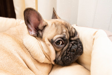 english bulldog lying on floor and looking at camera