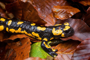 The fire salamander on the forest floor in autumn, Kamačnik River, Croatia