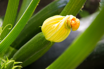 yellow flower on green background