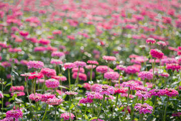 Blossom pinkish purple Chrysanthemum (Hardy Mums) flower in the garden with green leaf of summer sunshine.