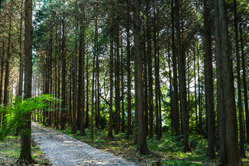 Obraz premium forest 