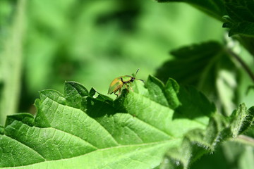 beetle on leaf