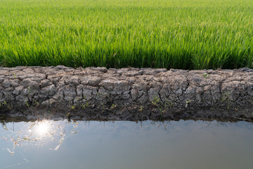 Agricultural countryside of rice farming with young seed rice plants are growing in field outdoor.