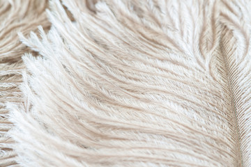 Light soft ostrich fluffy feather light white wavy hairs