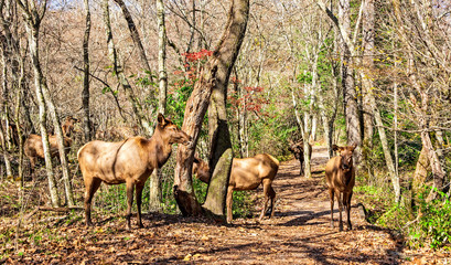Small herd of Elk on a hiking path
