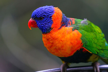 View of a colorful lorikeet bird in Melbourne, Australia