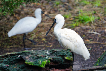 A black-faced spoonbill bird in Australia