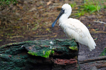 A black-faced spoonbill bird in Australia