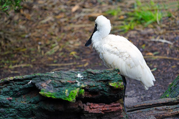 A black-faced spoonbill bird in Australia