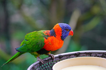 View of a colorful lorikeet bird in Melbourne, Australia