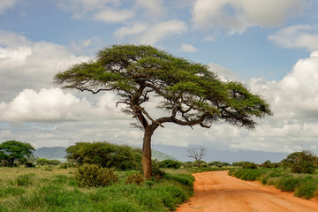 Landschaftsbilder aus dem Nationalpark Tsavo Ost Tsavo West und Amboseli