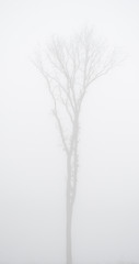 A lonely tree covered with thick fog