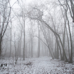 Winter forest covered with fog
