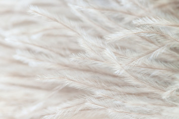 White snowy soft bird ostrich fur feather lovely little hairs