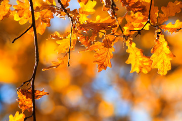 nature with branches oak with Golden leaves on a clear sky background in autumn Sunny Park
