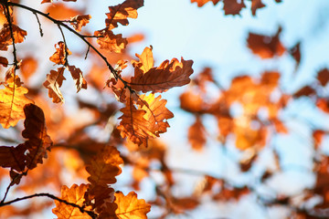 nature with branches oak with Golden leaves on a blue clear sky background in autumn Sunny Park