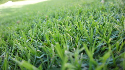 Fototapeta premium Green grass