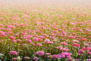 Obraz premium Blossom pinkish purple Chrysanthemum (Hardy Mums) flower in the garden with green leaf of summer sunshine.