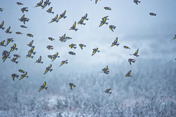 European Goldfinch (Carduelis carduelis) flying over a frozen field in winter misty morning. Selective focus