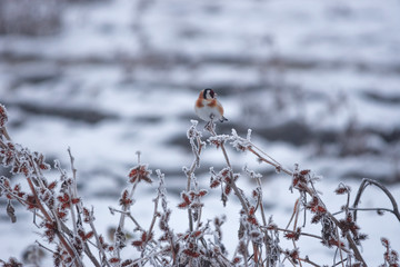 European Goldfinch (Carduelis carduelis) resting on a frozen branch in winter misty morning. Selective focus