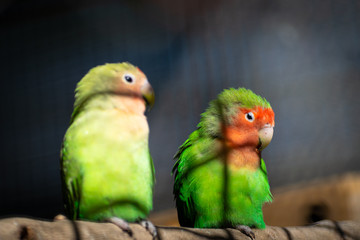 Fototapeta na wymiar Pair of Lilians Lovebirds (Agapornis) parrots on tree branch