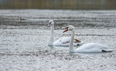 Graceful swans swimming on the river, in winter. Selective focus