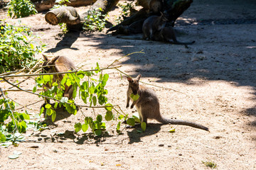 Young wallaby eating leaves, Helsinki, Finland
