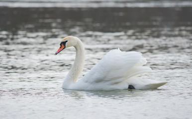 Fototapeta na wymiar Graceful swan swimming on the river, in winter. Selective focus
