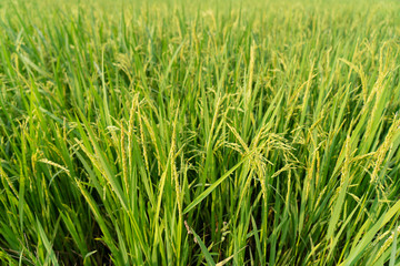 Fototapeta na wymiar Agricultural countryside of rice farming with young seed rice plants are growing in field outdoor.