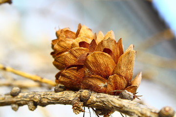 autumn leaves on wooden background