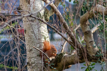 Fototapeta premium Flauschiges rotes Eichhörnchen als europäisches Eichhörnchen klettert im Baum auf der Suche nach Nüssen im Winter überrascht vom Wintereinbruch mit Winterruhe und Winterschlaf