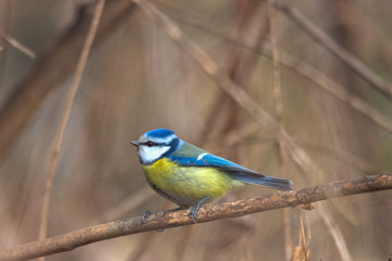 Small Blue tit (Parus caeruleus) sitting on a branch. Selective focus