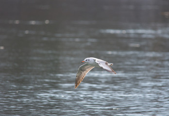 Seagull flying over the river, in winter. Selective focus