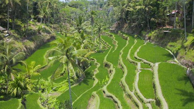 Low flying aerial drone view through trees at a picturesque rice terrace (Tegalalang, Ceking, Bali, Indonesia)