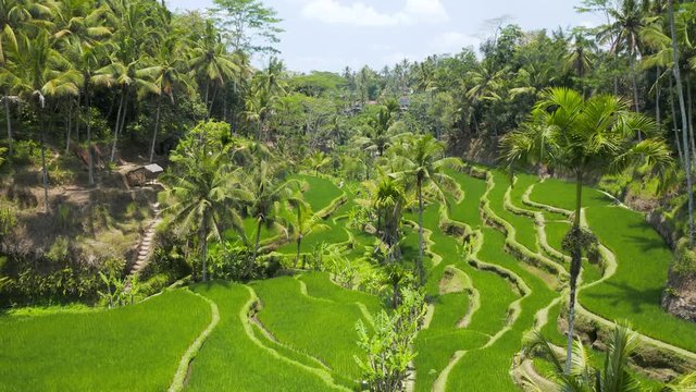 Low flying aerial drone view through trees at a picturesque rice terrace (Tegalalang, Ceking, Bali, Indonesia)