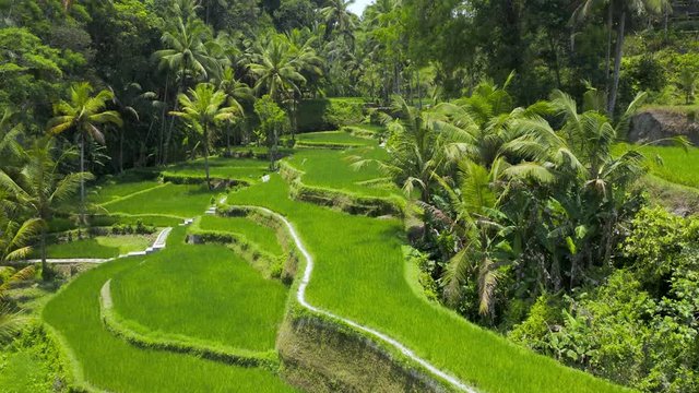 Low flying aerial drone view through trees at a picturesque rice terrace (Tegalalang, Ceking, Bali, Indonesia)