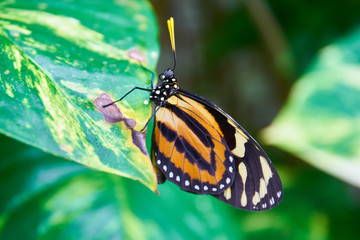 Fototapeta na wymiar close up of butterfly wings